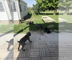 Small Photo #20  Breeder Profile in STUART, IA, USA