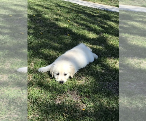 Medium Photo #7  Breeder Profile in HEMET, CA, USA