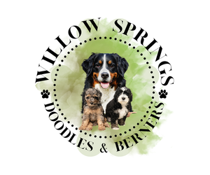 Labradoodle Dog Breeder near MIDDLESEX, NC, USA