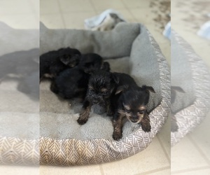 Yorkshire Terrier Dog Breeder near DENHAM SPRINGS, LA, USA