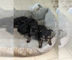 Small breeder photo