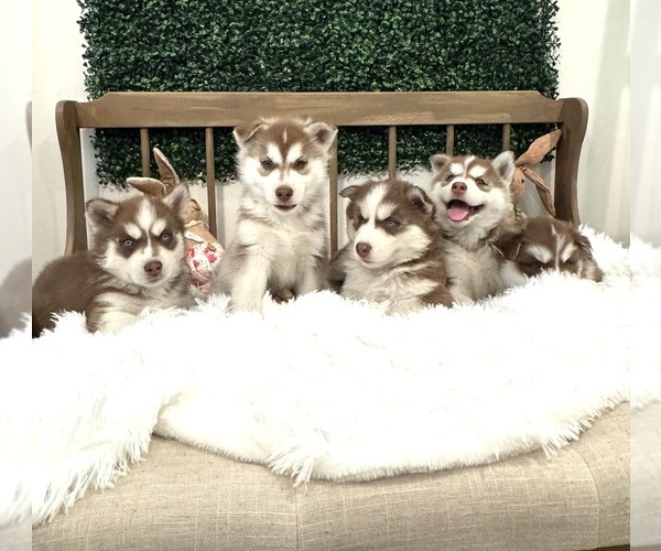 Medium Photo #5  Breeder Profile in SOUTH ORANGE, NJ, USA