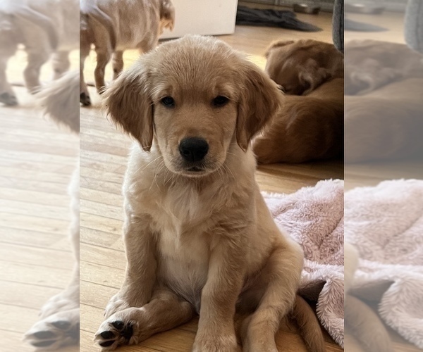 Medium Photo #6  Breeder Profile in SUWANEE, GA, USA