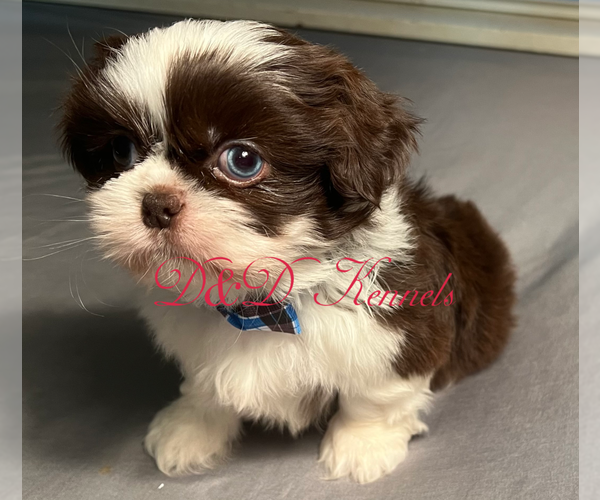 Medium Photo #5  Breeder Profile in RIPLEY, MS, USA