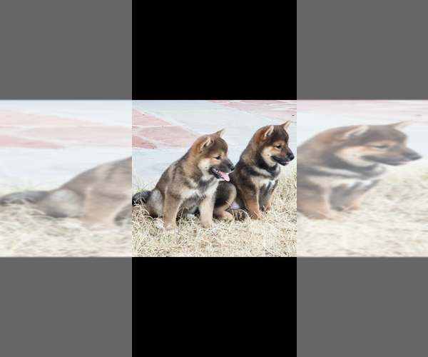 Medium Photo #2  Breeder Profile in RIDGECREST, CA, USA