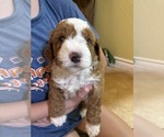 Small #16 Breeder Profile image