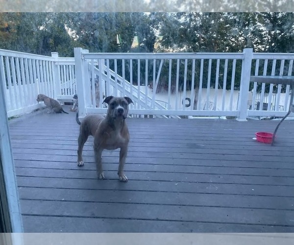 Medium Photo #12  Breeder Profile in BARNEGAT, NJ, USA