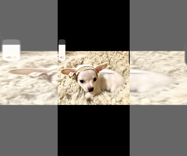 Medium Photo #21  Breeder Profile in SHERMAN, TX, USA