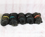 Small Photo #6  Breeder Profile in HOMELAND, CA, USA