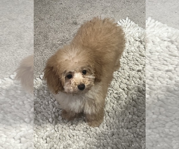 Medium Photo #19  Breeder Profile in VICTORVILLE, CA, USA