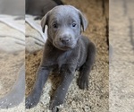 Small #1 Breeder Profile image