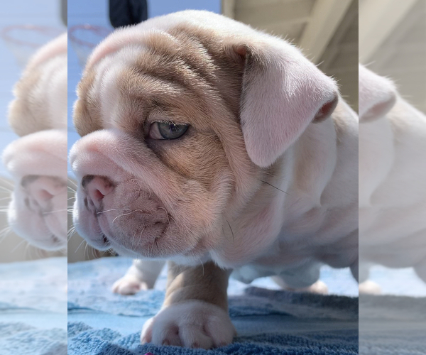 Medium Photo #1  Breeder Profile in MONTCLAIR, CA, USA
