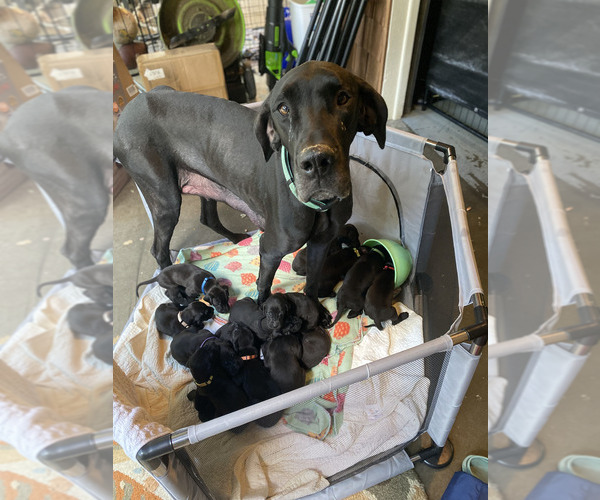 Medium Photo #1  Breeder Profile in LAKE OSWEGO, OR, USA