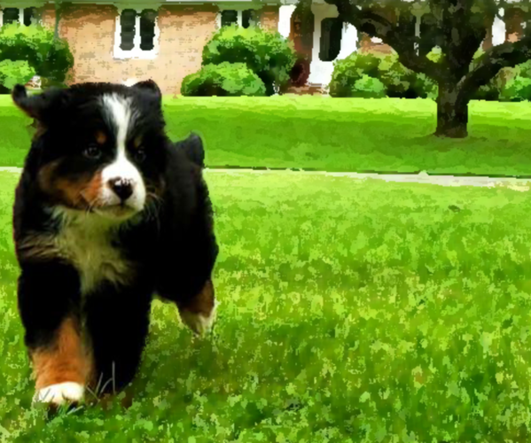 Medium Photo #1  Breeder Profile in LANCASTER, OH, USA