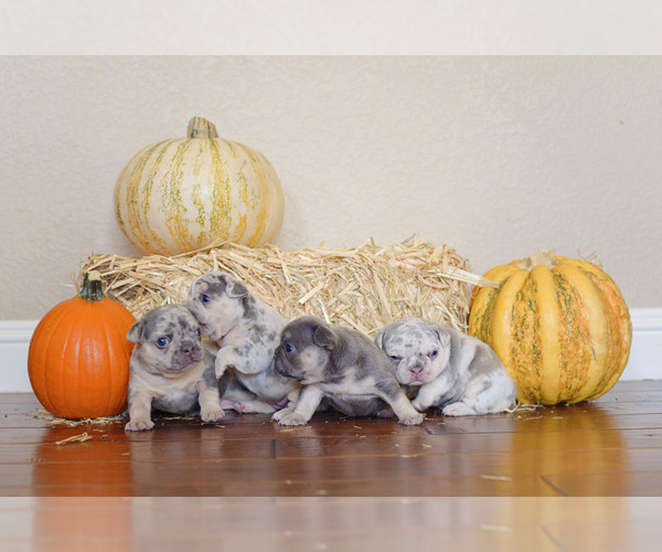 Medium Photo #1  Breeder Profile in ANTIOCH, CA, USA