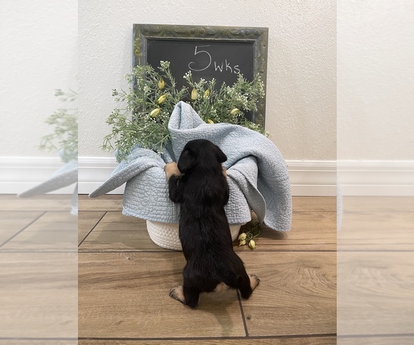 Medium Photo #18  Breeder Profile in OSTEEN, FL, USA