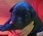 Small #1 Breeder Profile image