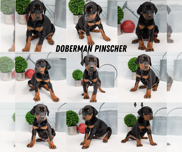 Medium Photo #9  Breeder Profile in GOSHEN, IN, USA