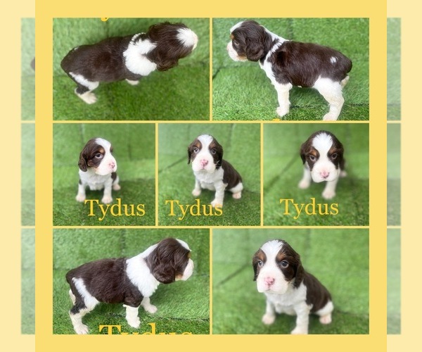 Medium Photo #1  Breeder Profile in JACKSON, GA, USA