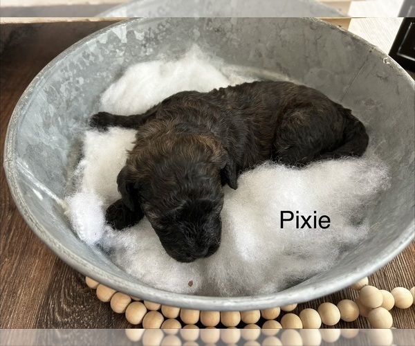 Medium Photo #22  Breeder Profile in ORCHARDS, WA, USA