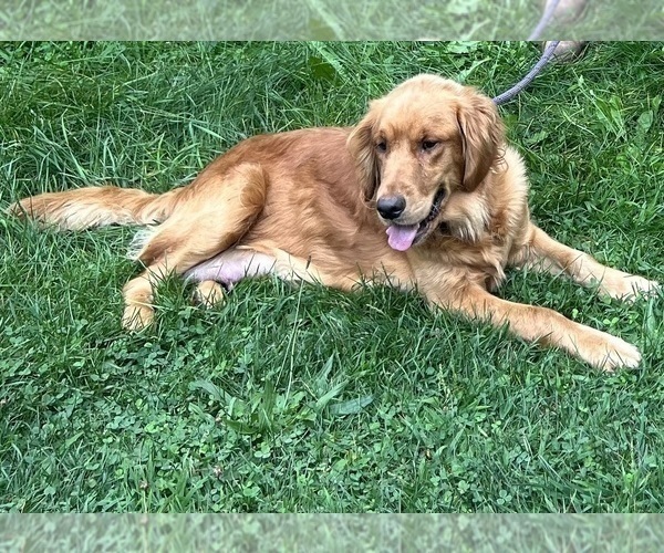 Medium Photo #71  Breeder Profile in NEOLA, WV, USA