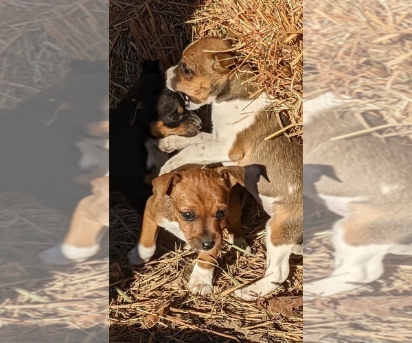 Medium Photo #17  Breeder Profile in DORA, MO, USA