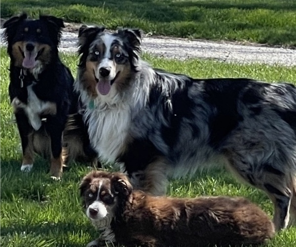 Medium Photo #2  Breeder Profile in WELLINGTON, MO, USA