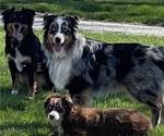 Small #1 Breeder Profile image