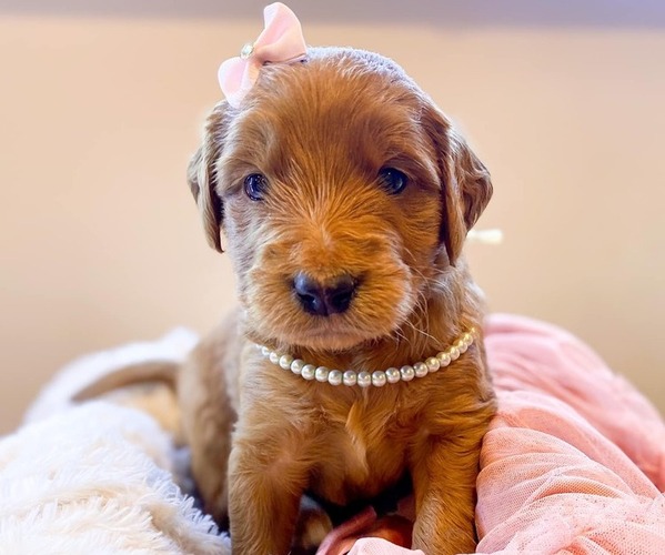 Medium Photo #1  Breeder Profile in WORCESTER, MA, USA