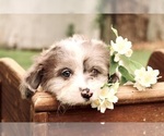 Small #26 Breeder Profile image