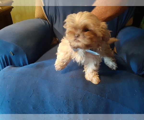 Medium Photo #2  Breeder Profile in FT WORTH, TX, USA