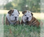 Small #1 Breeder Profile image