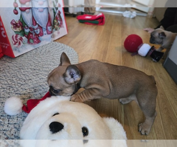 Medium Photo #2  Breeder Profile in GREENEVILLE, TN, USA