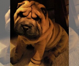 Chinese Shar-Pei Dog Breeder in DUNNELLON,  USA