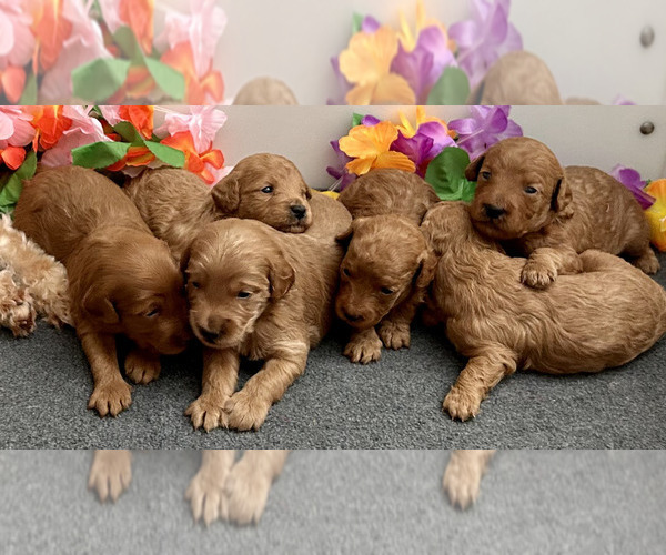 Medium Photo #16  Breeder Profile in HALTOM CITY, TX, USA