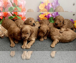 Small #15 Breeder Profile image
