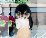 Small #18 Breeder Profile image