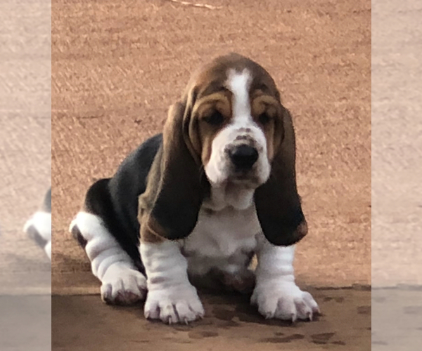 Medium Photo #4  Breeder Profile in COLBERT, GA, USA