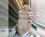 Small #10 Breeder Profile image
