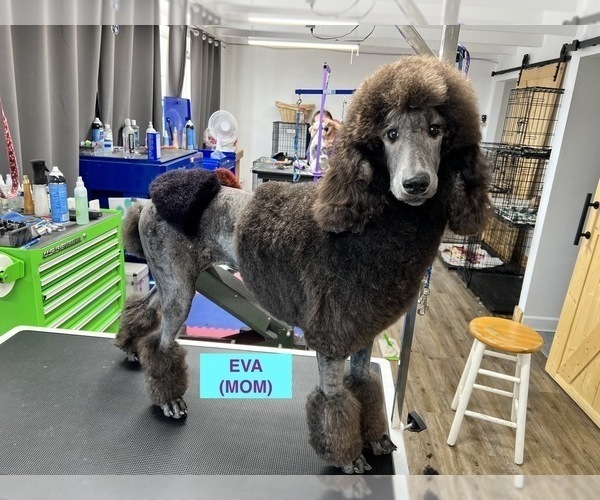 Medium Photo #1  Breeder Profile in LAS CRUCES, NM, USA