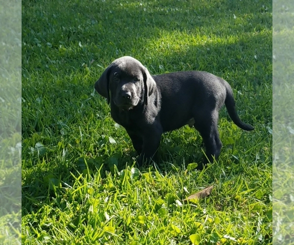 Medium Photo #1  Breeder Profile in BELLE CHASSE, LA, USA