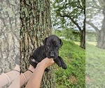 Small Photo #20  Breeder Profile in WALNUT GROVE, MO, USA