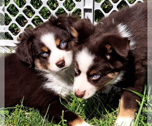 Medium Photo #41  Breeder Profile in BLACKSBURG, SC, USA