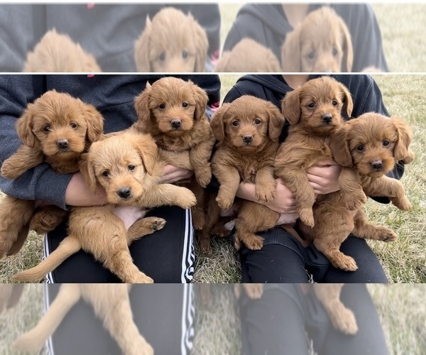 Medium Photo #1  Breeder Profile in BURLINGTON, IA, USA