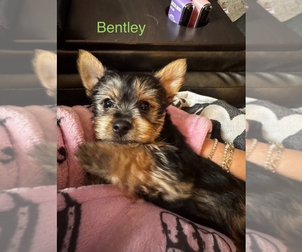 Medium Photo #16  Breeder Profile in BROADWAY, VA, USA