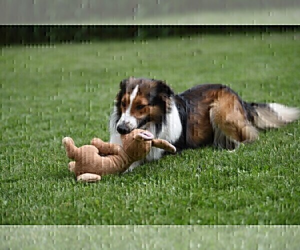 Medium Photo #2  Breeder Profile in PARIS, MI, USA