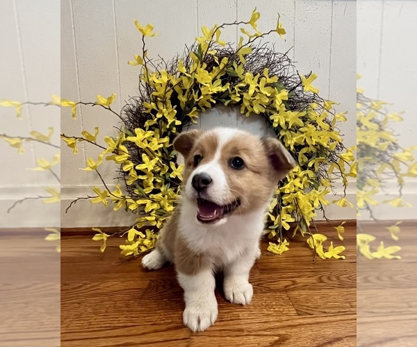 Medium Photo #1  Breeder Profile in PIERCE, CO, USA