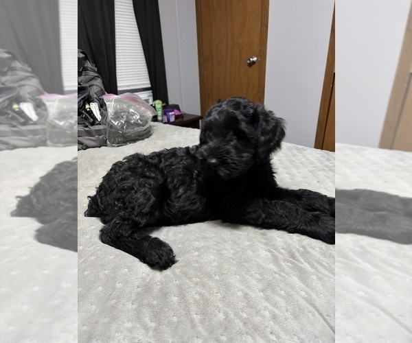 Medium Photo #1  Breeder Profile in BAXLEY, GA, USA