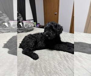 Schnauzer (Giant) Dog Breeder near BAXLEY, GA, USA