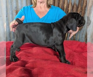 Cane Corso Dog Breeder near WEATHERFORD, TX, USA